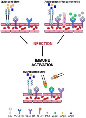 The Impact of Infection in Pregnancy on Placental Vascular Development and Adverse Birth Outcomes